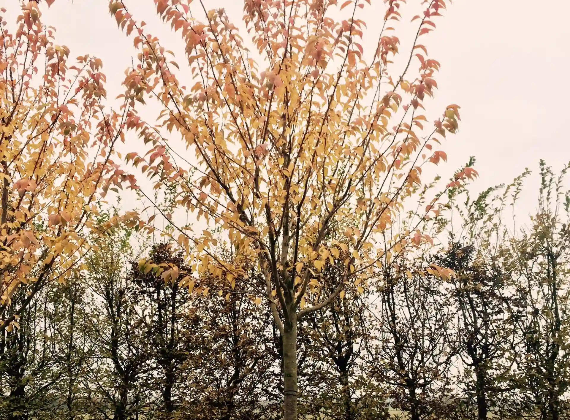 Obstbäume pflanzen im Herbst BaumBüttner