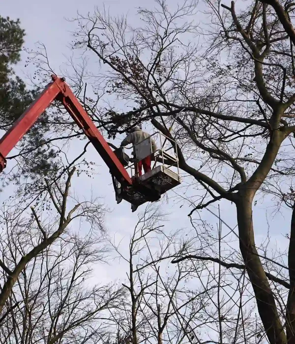 Baumpfleger auf Hebebühne pflegt unbelaubten Baum im Kronenbereich