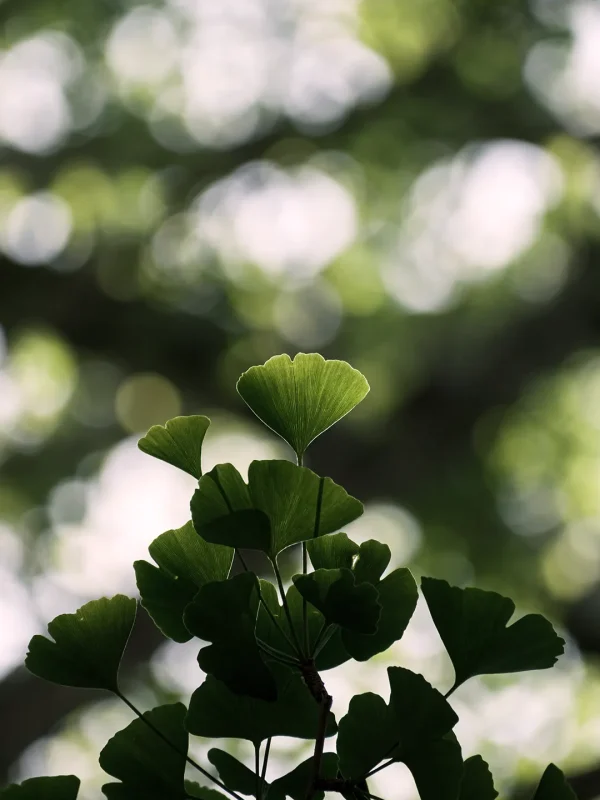 Grüne Ginkgoblätter im Gegenlicht