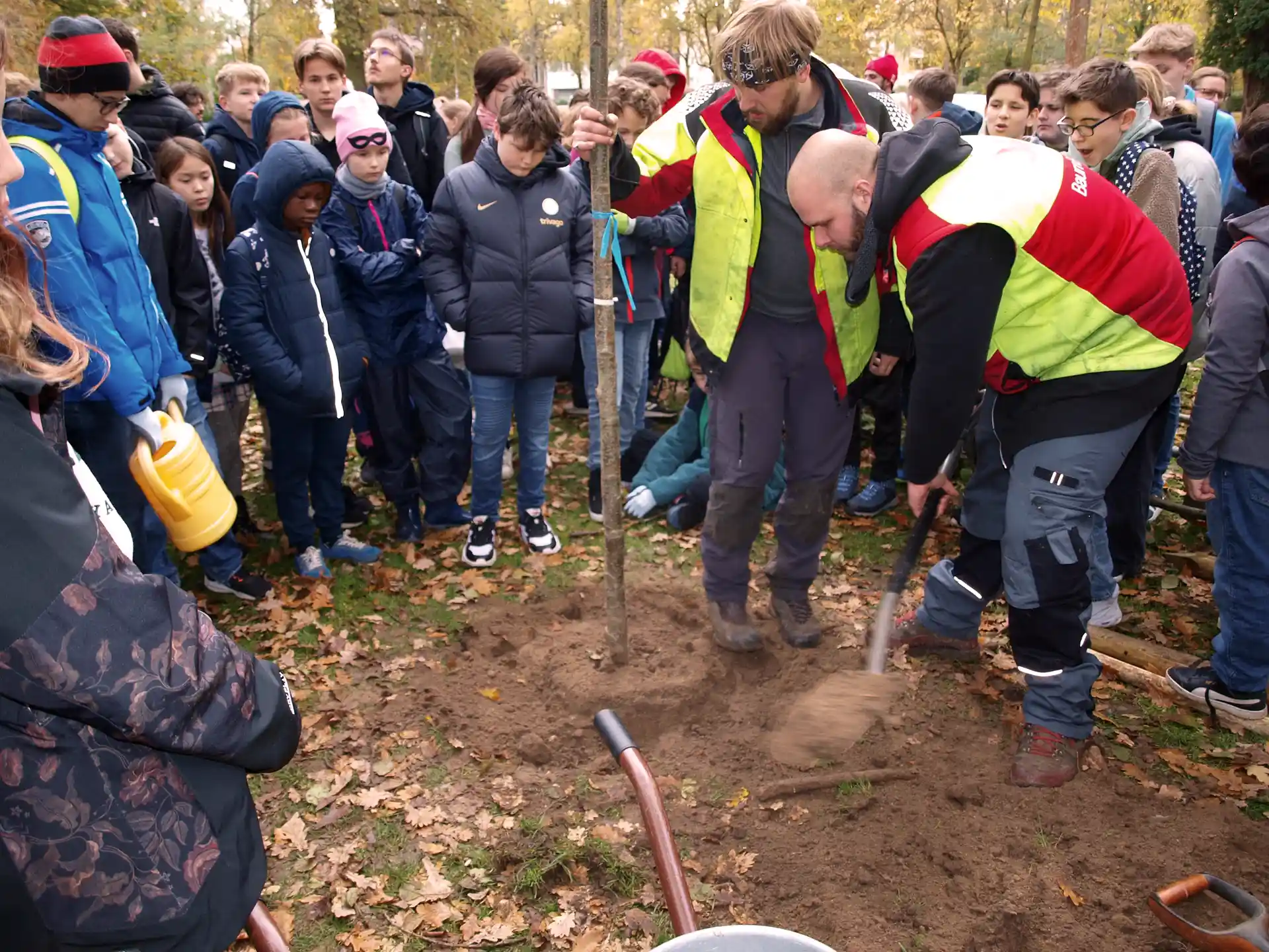 Zwölf frische Erlen für den Erlenbusch BaumBüttner