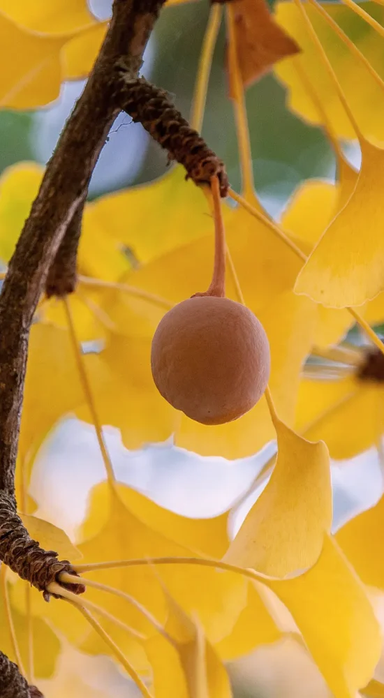 Die gelbe runde Frucht des Ginkgo vor gelben Blättern