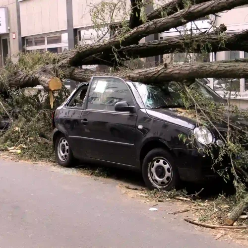 Baum liegt längs auf stark beschädigten Autos