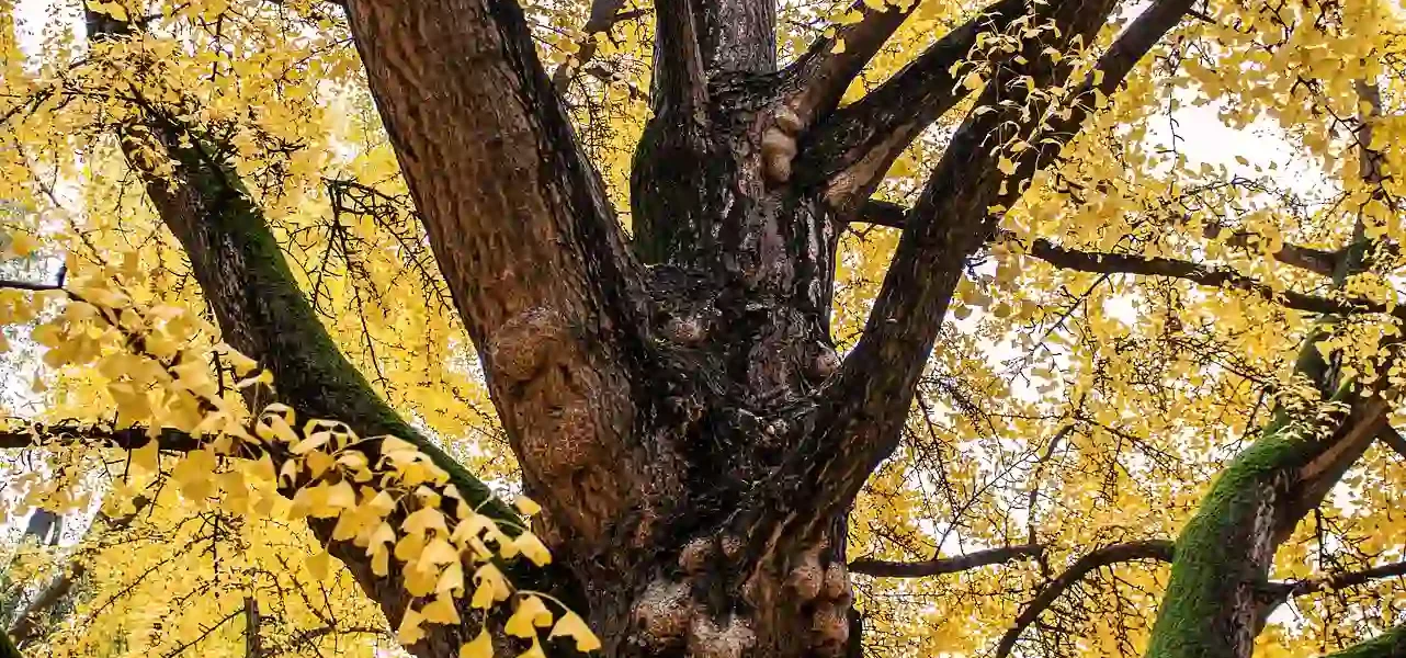 Stamm des Ginkgobaums mit gelbem Laubwerk im Hintergrund