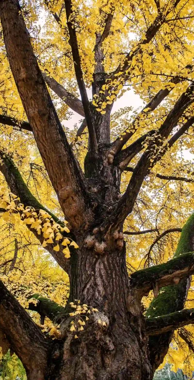 Stamm des Ginkgobaums mit gelbem Laubwerk im Hintergrund