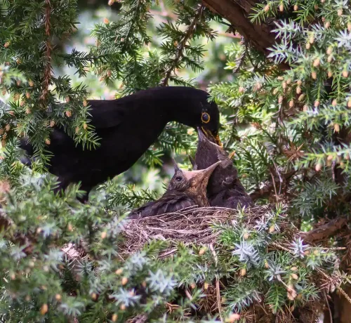 Amsel mit mit Kücken in Vogelnest