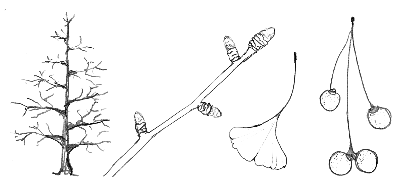 Skizze von Habitus, Winterast mit Knospen, Blatt und Früchten des Ginkgobaumes