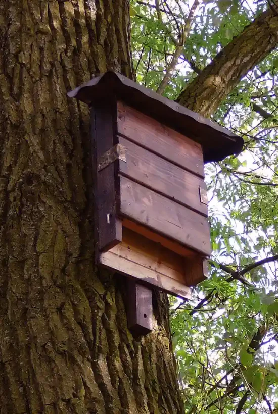 Flachkasten aus Holz für Wald­fleder­mäuse an einem Baum