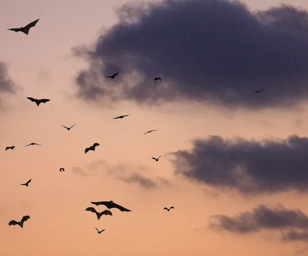 Fledermäuse am Abendhimmel