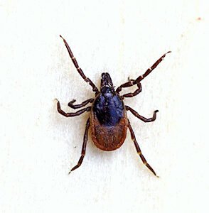 Gemeiner Holzbock (Zecke) Ixodes ricinus